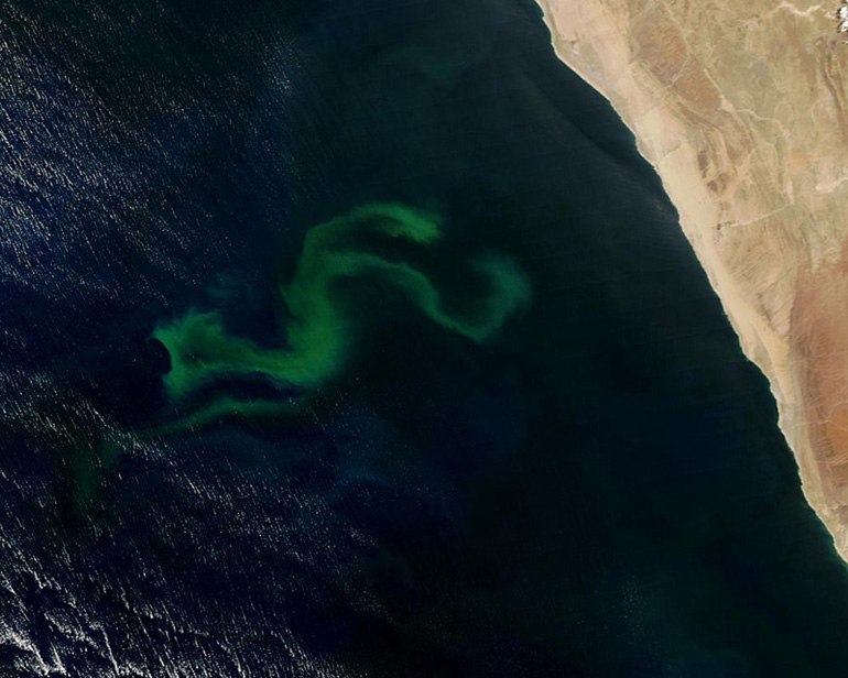 Phytoplankton Bloom from Space